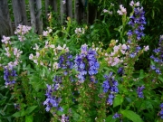 Lobelia siphilitica & Physostegia virginiana greater blue lobelia & obedient plant