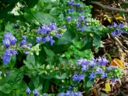 Lobelia siphilitica greater blue lobelia