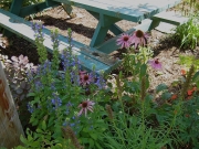 Lobelia & Echinacea