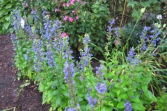 Lobelia and phlox