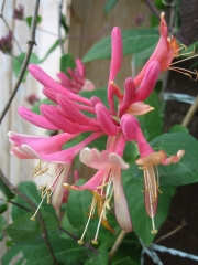 Lonicera closeup