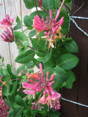 Lonicera, pink form pink honeysuckle
