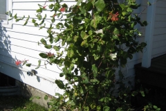 Lonicera growing on a post