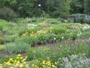lower garden in July
