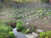 lower garden in May