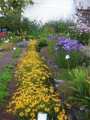 phlox & Rudbeckia 'Goldsturm'