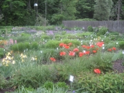 poppies primarily