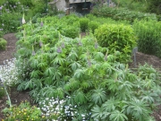 lupines in bud