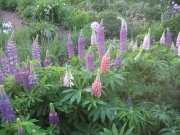 pinks & purples lupine