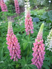 pink lupines