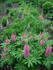 lupines, pinks & purples