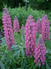 Lupinus, pink