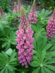 Lupinus, pink