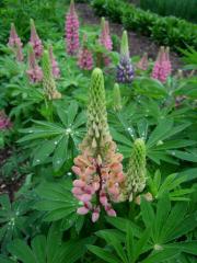 Lupinus, pinks still partially in bud