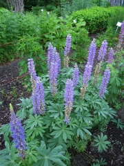 blues/purples lupine