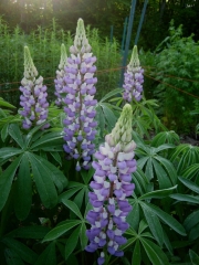 lupine, lavender & white
