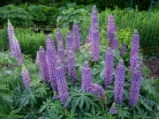Lupinus purple