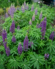 Lupinus purples