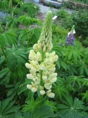 Lupinus yellow