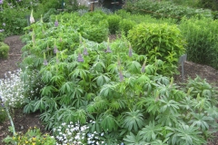 lupines in bud