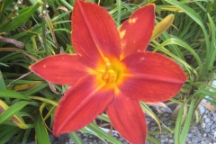 Hemerocallis 'Lusty Leland'