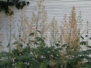 Macleya cordata plume poppy
