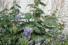 Macleya & monkshood