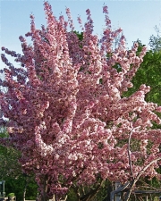 Malus, flowering crabapple in full bloom