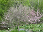 Malus, flowering crabapple in full bloom