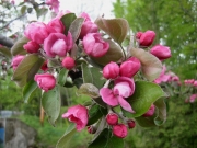 Malus, 'Almata' in bloom red skin & red flesh