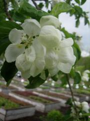 Malus 'Centennial' supersweet small apple, also called a lady apple