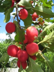 Malus, 'Dolgo' large-fruited crabapple