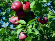 Malus, 'Lobo' ready to eat