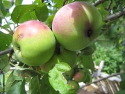 Malus, 'Lobo'