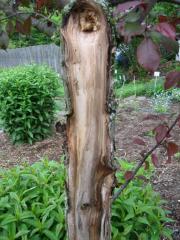 Malus, damaged red crabapple closeup