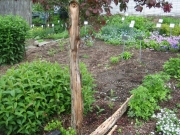 ailed crabapple heartwood fell out, yet it still lives & blooms