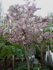Malus flowering crabapple in full bloom