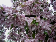 Malus flowering crabapple in full bloom