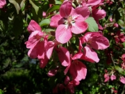 Malus flowering crabapple