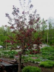 Malus red crabapple tree