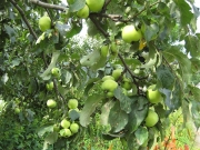 Malus yellow transparent