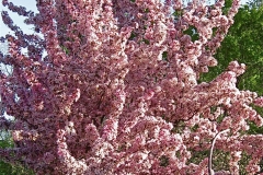 Malus, flowering crabapple in full bloom