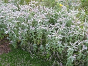 Mentha buddleia, lovely silvery leaves mint for sun or shade