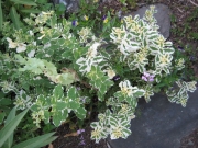 Mentha sauveolens variegated menthol mint
