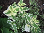 Mentha sauveolens variegated menthol mint