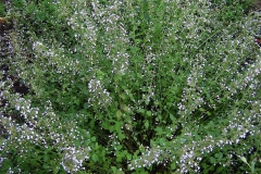 Calamintha nepetoides ornamental catmint (not catnip)