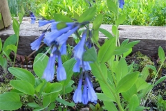 Mertensia, Virginia bluebells