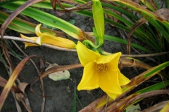 Hemerocallis 'Middendorf'