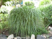 Miscanthus sinensis 'sacchariflorus'