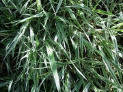 Miscanthus sinensis 'Zebrinus'
